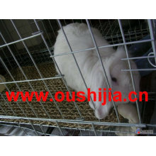 Cages de lapin à haute qualité et à bas prix (fabricant)